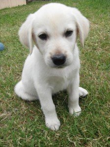 Here is my gorgeous puppy!!